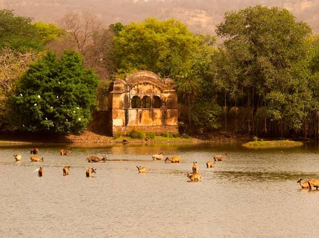 Ranthambore Wildlife Tour